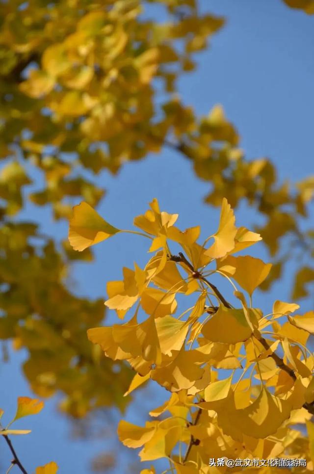 芦花不够看？江滩的银杏已经美疯了！