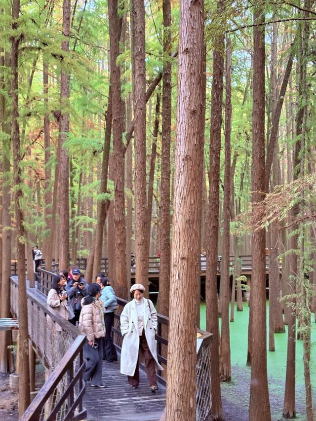 “初冬的童话”！青山湖水上森林“一天更比一天红”