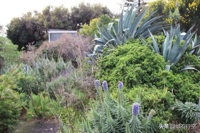 南部非洲：南非开普敦企鹅岛