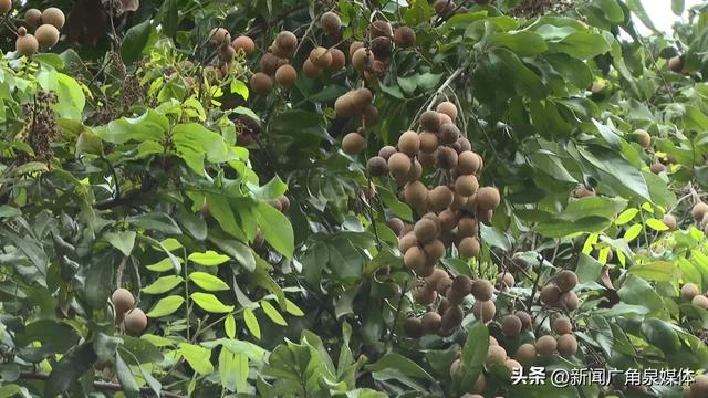 【泉州】直击公园闭园消杀现场！烟雾飘飘，请勿入园→
