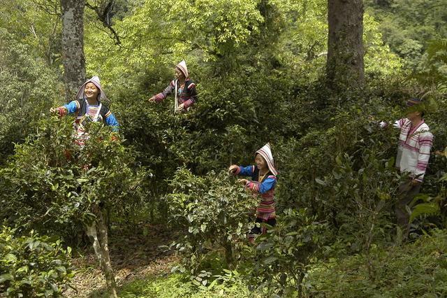 寻找远去的故事——西双版纳古六大茶山新探之一(三)