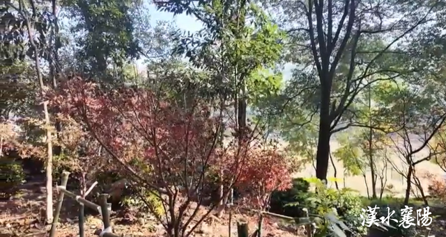 岘山景观再升级！重现茶园、竹林......