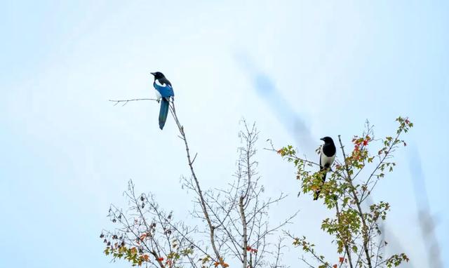 初冬限定！观鸟、彩叶、遛娃一站式，承包全家 “零负担” 快乐