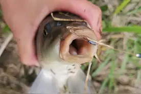 钓鲤鱼最强的线组，看一眼就会，专攻野钓大家伙图片
