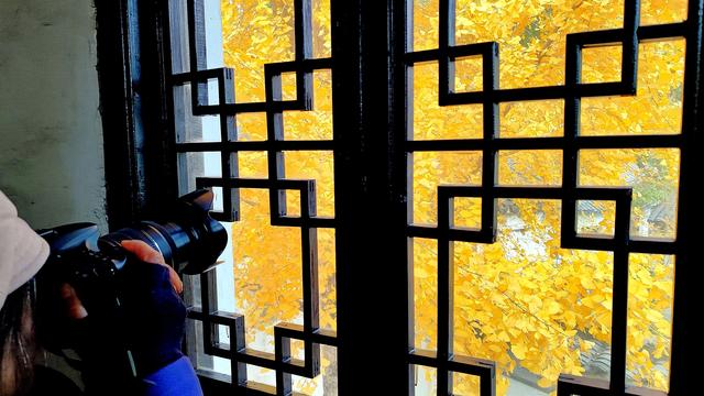 银杏铺金时,赴一场惠山古镇的秋约