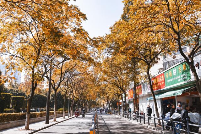 宁波秋色已“加载”80%！收好这份“金色地图”，随时打卡