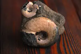 雷击木有什么用？有人用5万元将一棵被雷击的老枣树买走，值吗？图片