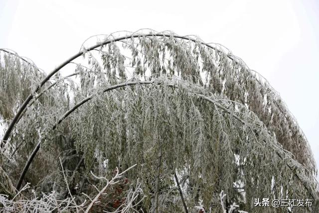 绝美！三江大塘坳惊现“琉璃仙境”！