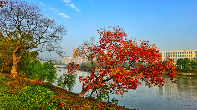 图说遂平：满城缤纷色 斑斓绘初冬