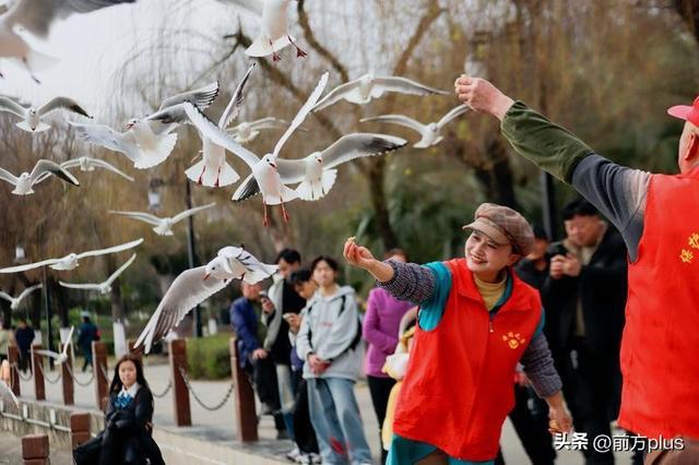汉中迎来“赏鸥季”