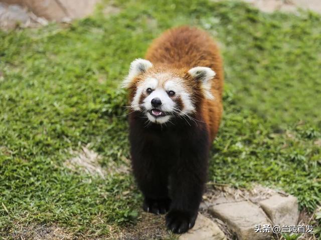 好客山东好品山东｜临沂遛娃去哪儿？初冬攻略收藏就出发～