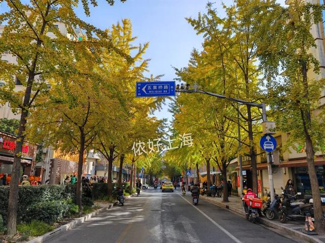 出片率100%！上海人都在找这个“限定露台”！这条“银杏大道”好拍又好吃！
