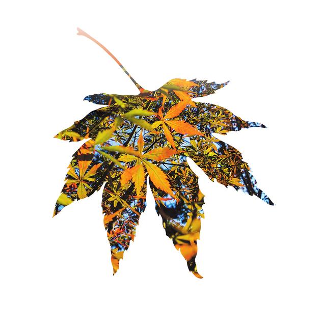 图说岳阳丨初冬已至秋未央 一城金色半城诗