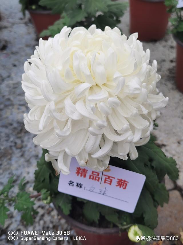 今年唐山南湖菊展从规模到品种在我印象中是多年来的第一次