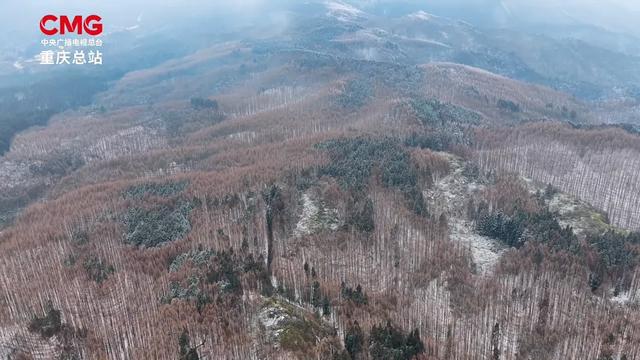 日照金山、水墨画卷、雪林撞色！重庆冬日雪景，每一帧都想保存