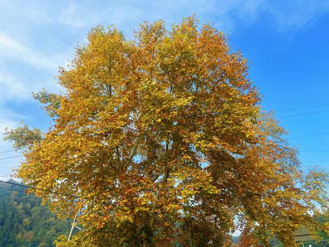 东黄山拾色记 | 皖美冬日 | 第十五届安徽国际文化旅游节