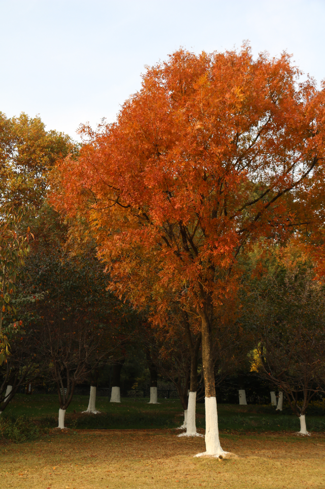 超出片！江阴这些地方“红了”！