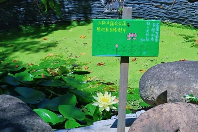 周末带娃撒欢，去旺山郊野公园觅野趣！