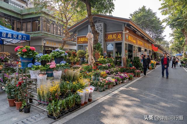 斥资500万！佛山30年花鸟老街，摇身一变成文艺新地标