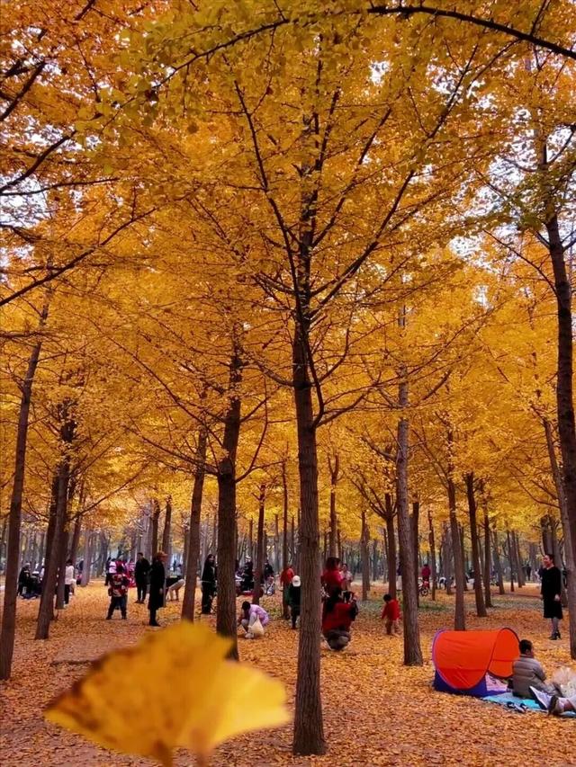 京城追“杏”指南，解锁最美秋意