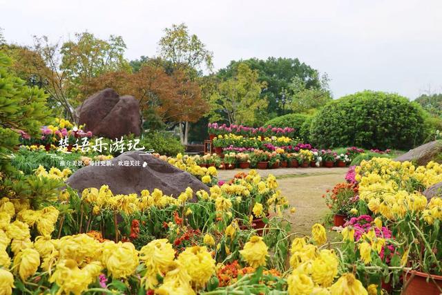 宁波城区新增一处菊花展，宋韵与动漫元素相结合，成秋日限定美景