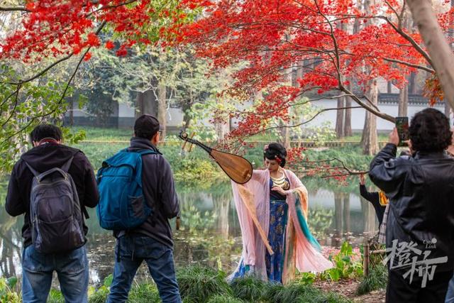 杭州最近美“枫”了，红枫和鸡爪槭还“傻傻分不清楚”？