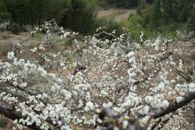 官宣：盛花期已到！武平封侯千亩李花基地美成仙境！高清实拍——