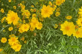 中本贯通/中高职贯通可以上，但不是保险箱，不是人人都适合图片