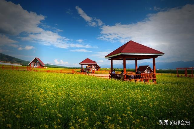 青海门源万亩油菜花海：登上四个观景点，各有风情入画来！