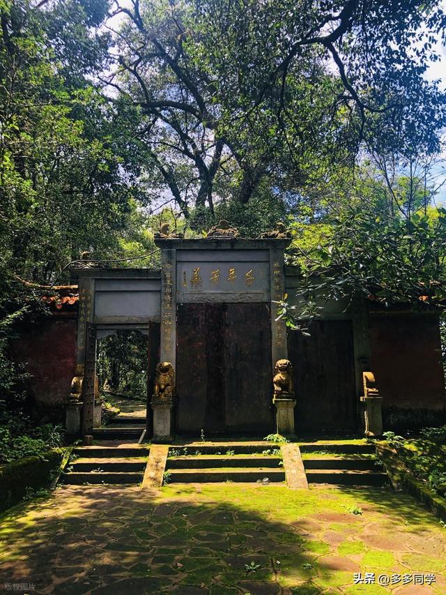 楚雄紫溪山：一棵叫“撑腰”的老树，用六百多年接住了凡人的期待