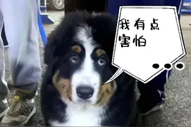 伯恩山啾啾“闯祸”被奶奶关在门外嘤嘤嘤，大小17不想管它了图片