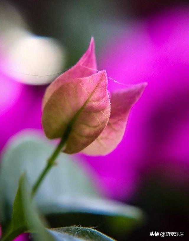 摄影追求清爽感，高手走减法路线	，果断舍弃刺眼元素