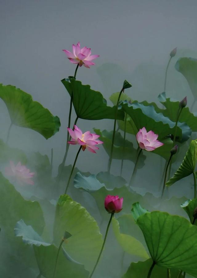 “荷” 处寻清凉？这里花 “漾” 正当时→