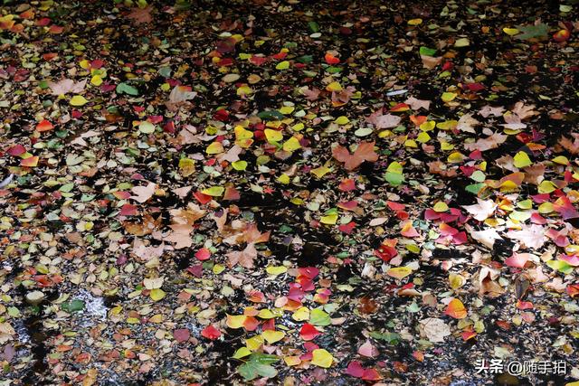 秋色绚烂，上海闵行红园乌桕色彩斑斓梦幻如画