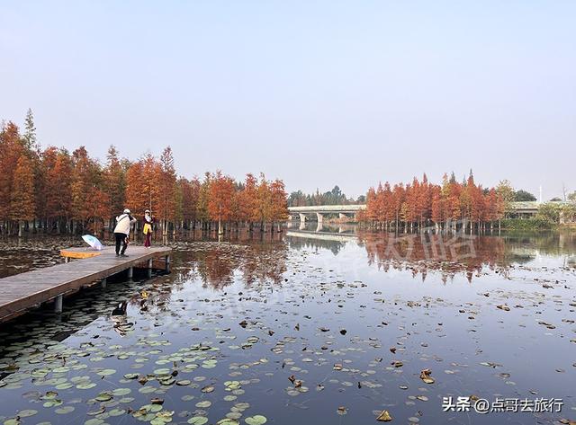 成都最美水杉红了，染红了湖面，不要门票，地铁公交直达！