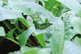 非洲菊绽放太原植物园，花期持续整个冬季图片