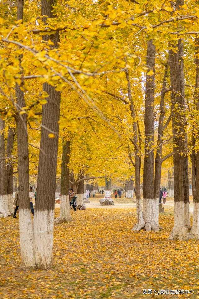 【制作部】此处天地一色，快来赴一场与金黄的约会吧！