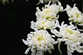 “享年”和“终年”都是表达去世，区别却很大，用错了会见笑于人图片