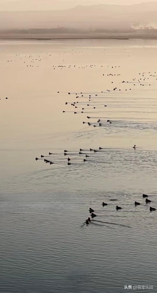 洛浦县水域现奇观，金色阳光如丝绸，绿头鸭嬉戏悠然自得