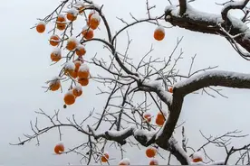 第一个故事：尊者米拉日巴的最后言教——以苦行入道图片