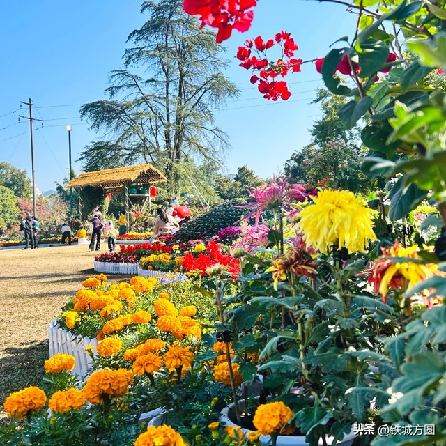 菊香满邵武！第二十届菊花艺术展惊艳绽放，邀你共赏秋韵