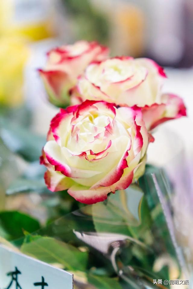 满屏治愈！这个冬日，你一定要去趟斗南花市，邂逅一场流动的彩色盛宴~