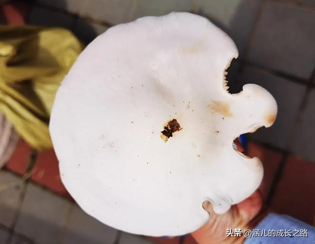 总要去趟草原吧!自驾塞罕坝和乌兰布统超简攻略(附图超全)