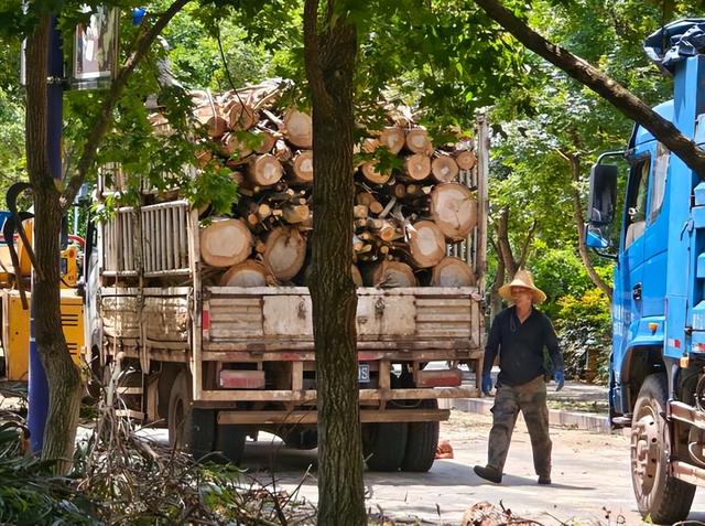 日本和美国早已禁种，那中国为何依然大力种植？背后的原因不简单