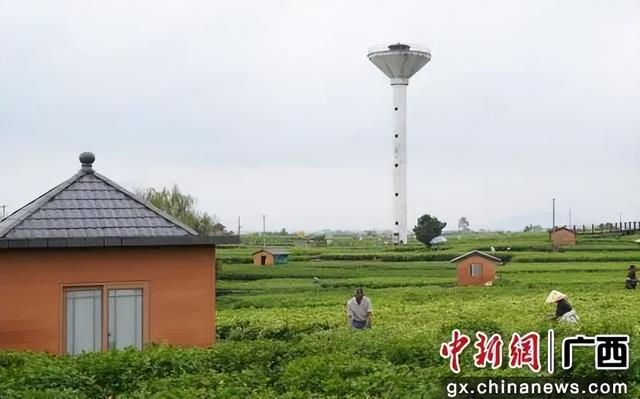 广西横州推出茉莉闻香之旅，展“世界茉莉花都”魅力
