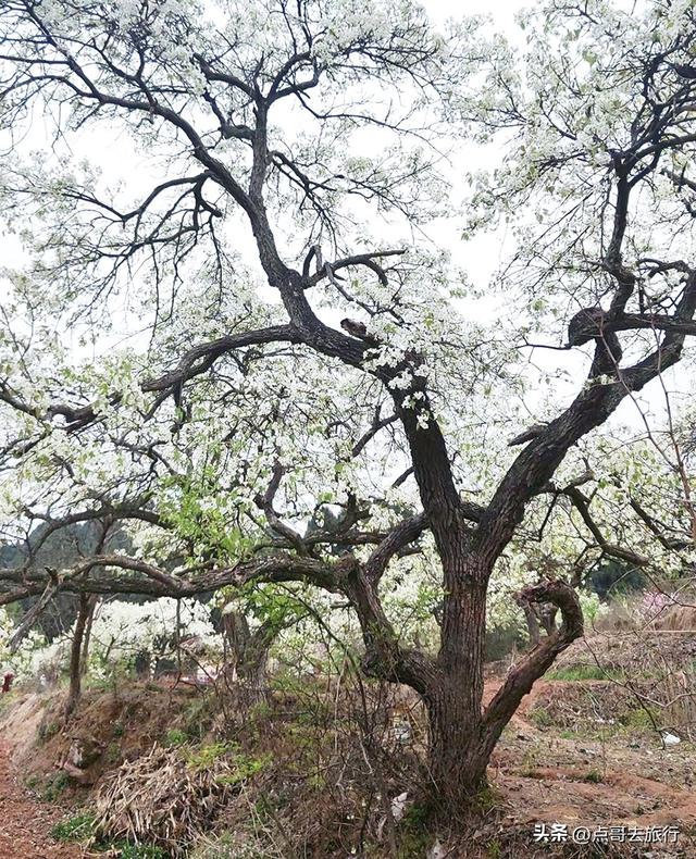 成都人的又一奢侈梨花观赏地，百年老梨树群花开惊艳，不要门票！