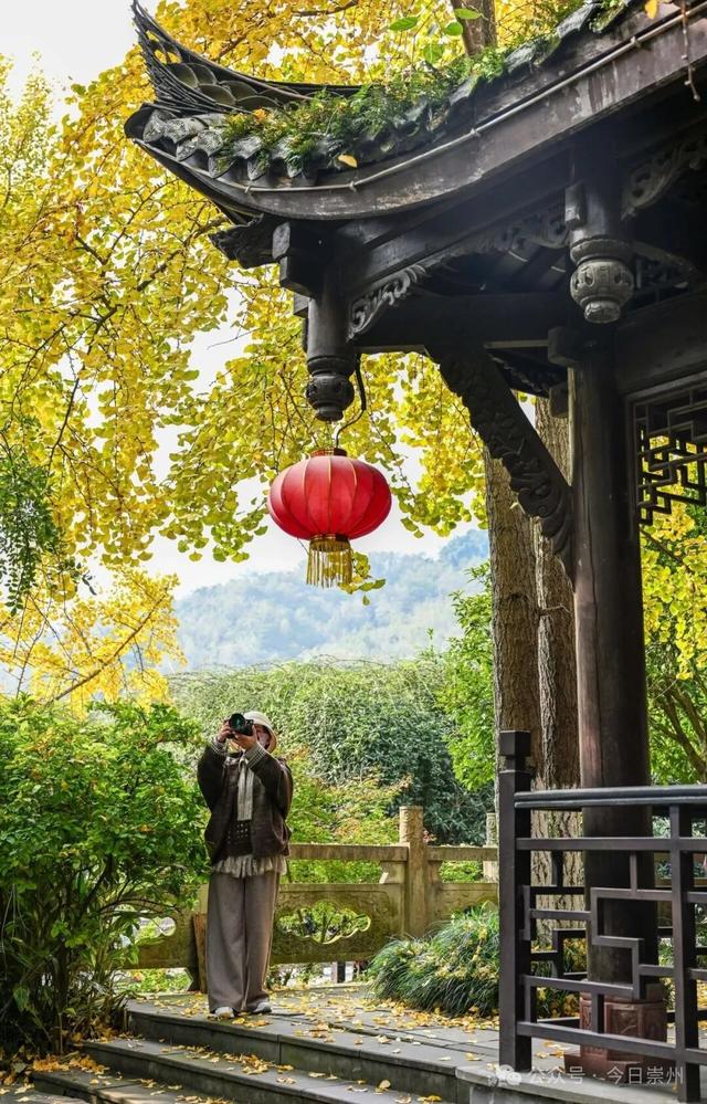 速来→崇州正上演初冬金色浪漫大片！