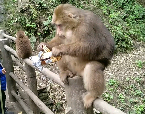 峨眉山泼猴又上热搜！多名游客遭追逐滚下山，景区回应：无法避免