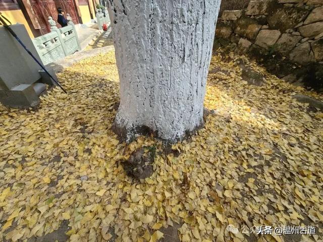一树金黄，满城风雅！温州这棵著名的古寺银杏再不去就要落叶了