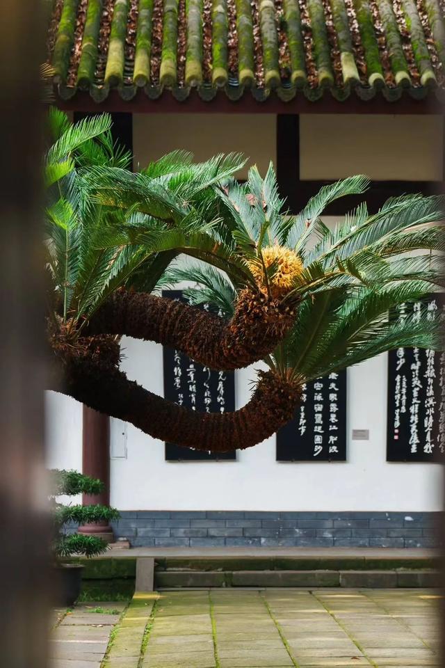 草堂铁树开花？在哪里？长啥样？快来看！